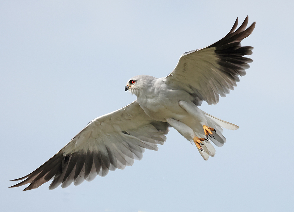 Black-winged Kite in flight